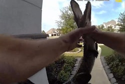 Fulshear, Texas, Police Lt. Bill Henry carries a juvenile alligator away from a local residence.