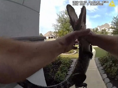 Fulshear, Texas, Police Lt. Bill Henry carries a juvenile alligator away from a local residence.