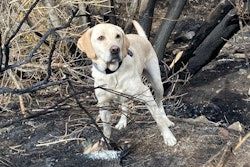 ROTC is a yellow lab certified as an ignitable liquid detection canine through Maine State Police.