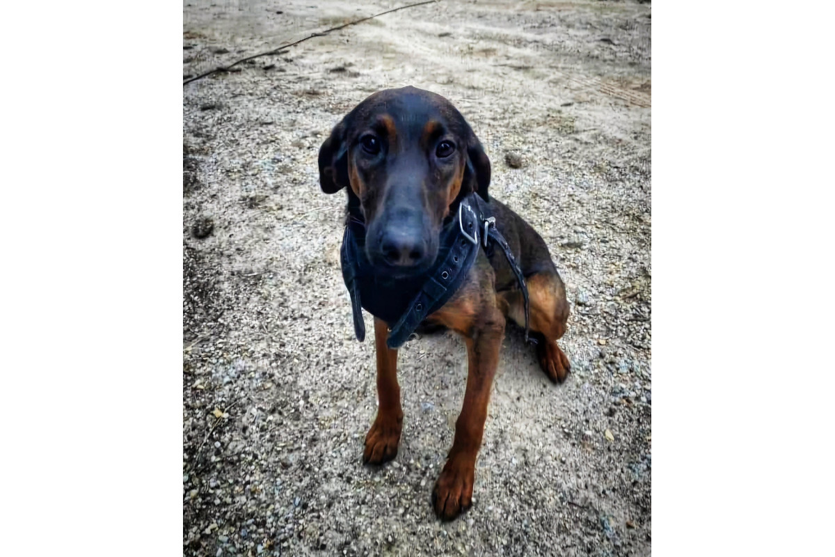 Lee County, South Carolina, Sherriff's K-9 Mikka was killed during a gunfight Friday morning.