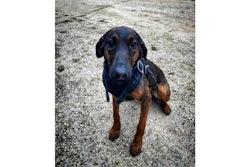 Lee County, South Carolina, Sherriff's K-9 Mikka was killed during a gunfight Friday morning.