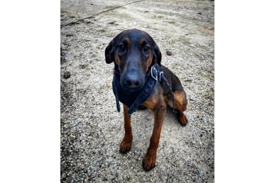 Lee County, South Carolina, Sherriff's K-9 Mikka was killed during a gunfight Friday morning.