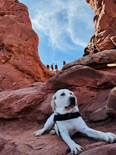 Rosco is an Electronic Storage Detection (ESD) K9 that works to save children from trafficking rings.