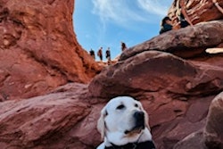 Rosco is an Electronic Storage Detection (ESD) K9 that works to save children from trafficking rings.