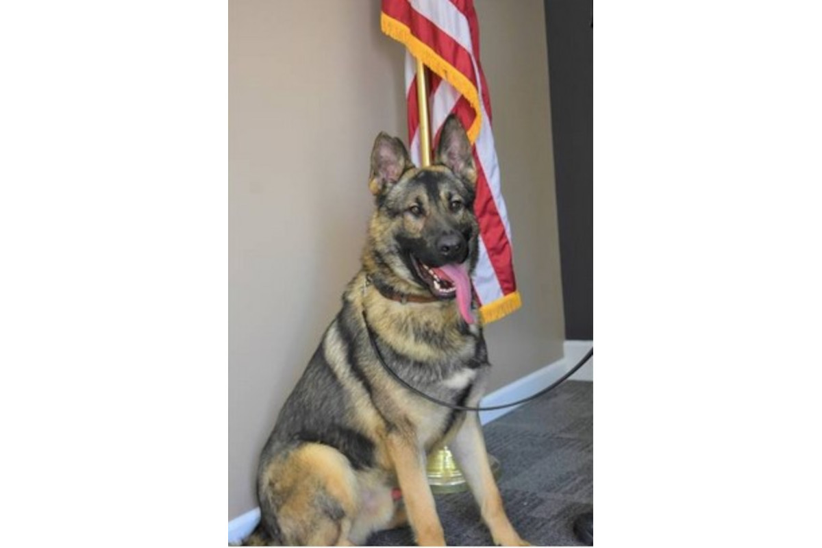K-9 Horus overheated and died in his handler's vehicle on June 20. His handler has been charged over the death.