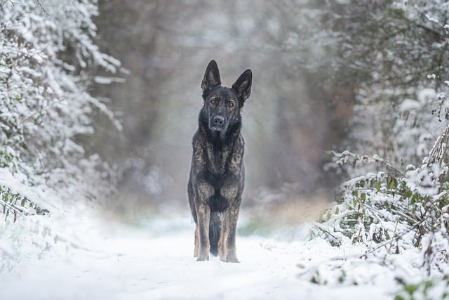 Low temperatures, particularly when combined with wind or precipitation, can still cause a dog to lose body heat quickly.