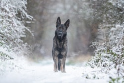 Low temperatures, particularly when combined with wind or precipitation, can still cause a dog to lose body heat quickly.
