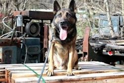 Police K9 went missing during the storm and was later found dead, authorities say.