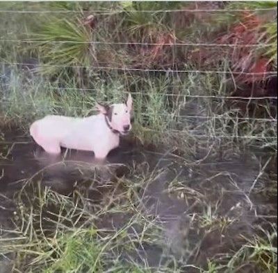 A Florida trooper found a dog tied to a fence in rising water just before Hurricane Milton hit the region.