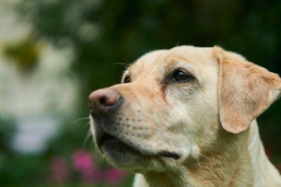 Agencies seek floppy-eared sporting dogs for bomb detection work for their high drive and excellent temperament.