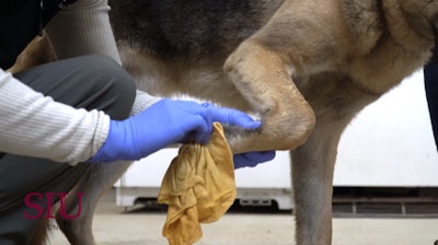 A basic wipe down of police K9s with a disposable microfiber towel saturated with diluted chlorhexidine is recommended, even if nothing significant happened that day.