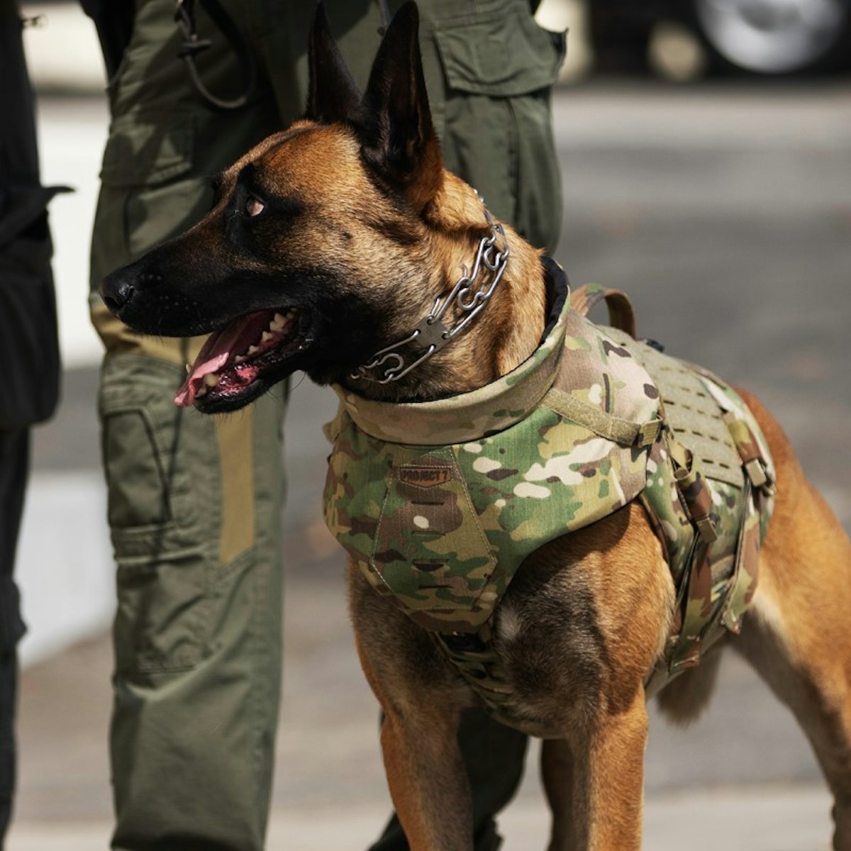 Multicam dog vest online