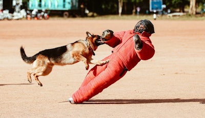 A bite suit helps a K9 practice attacking, disarming, and controlling a suspect without harming the human inside.