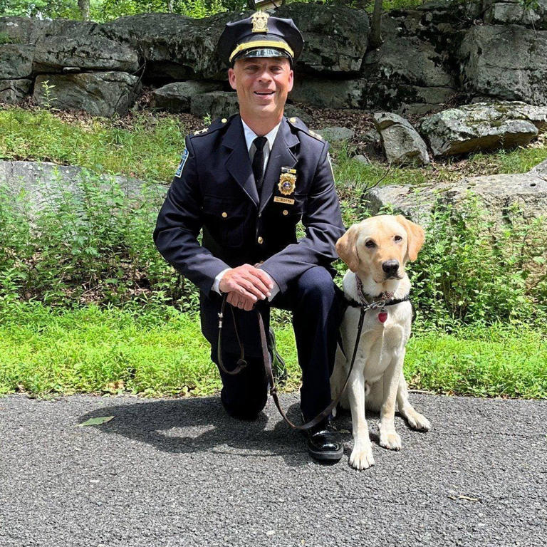 Tuckahoe (New York) Police Department added Eddie, a nearly two-year-old yellow Labrador, whose mission is to promote wellness within the department, assist victims of trauma, and foster connections with the community.