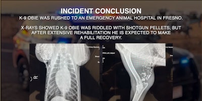 Obie X Ray Screenshot 2024 12 17 160441