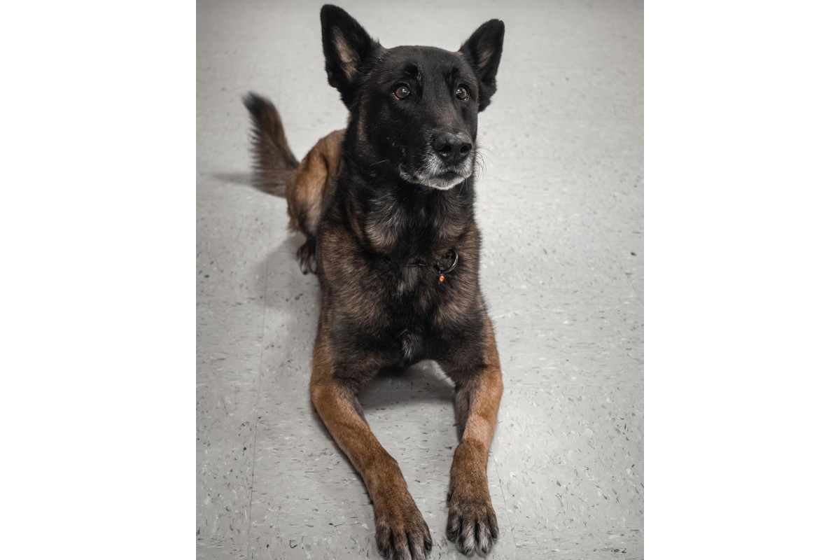 Jefferson Parish (Louisiana) Sheriff's K-9 Macho died Wednesday after a SWAT operation. He was eight years old.