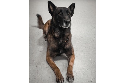 Jefferson Parish (Louisiana) Sheriff's K-9 Macho died Wednesday after a SWAT operation. He was eight years old.