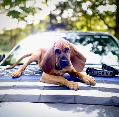 Bo is used when ever tracking is required, and at just 20 months, has helped the department recover many missing persons.