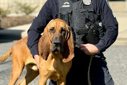 A amazing rescue of a 7-year-old child earned Bo the American Humane Hero Dog award.