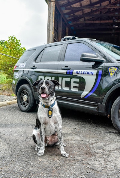 Nash, a Pitbull mix, is the Haledon PD's first therapy dog.