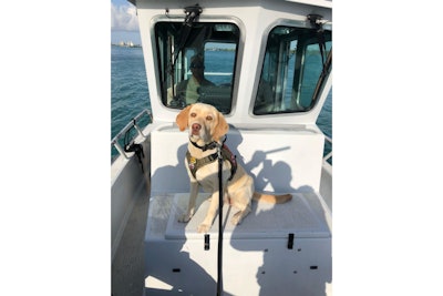 Miami-Dade Sheriff's K-9 Roxi was mortally injured in a pursuit crash Thursday involving an alleged drug dealer. The death of Roxi, a narcotics dog, was announced Monday.