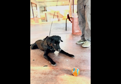 Bullseye K9 trains dogs using the 'stew method' and provides dogs with a coveted reward, a ball, when they find a firearm or firearm-related item.