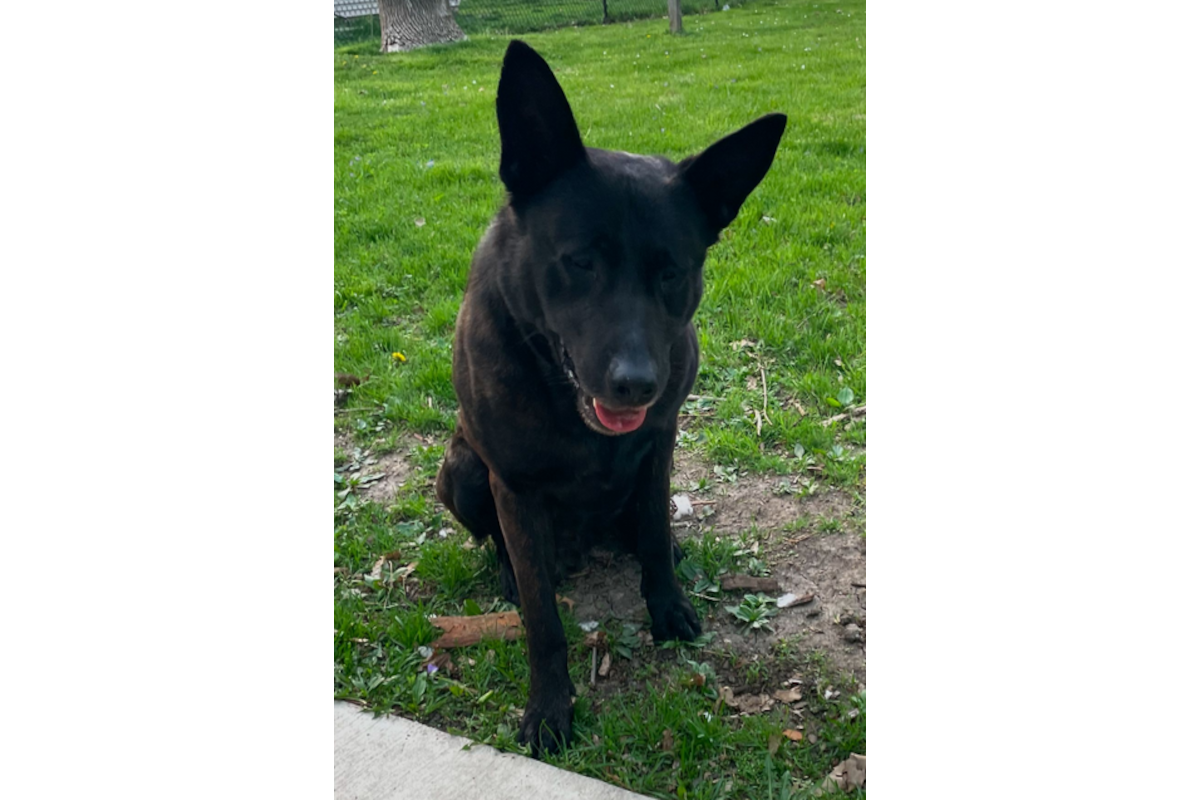 Mount Vernon-Lisbon (Iowa) Police K-9 Monster reportedly ran away from home Monday night. He was found dead in an icy pond Tuesday.
