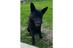 Mount Vernon-Lisbon (Iowa) Police K-9 Monster reportedly ran away from home Monday night. He was found dead in an icy pond Tuesday.
