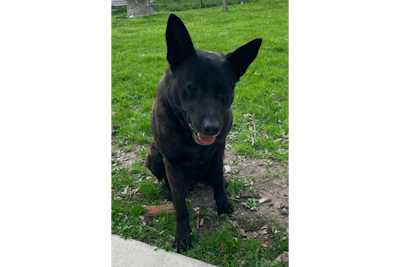 Mount Vernon-Lisbon (Iowa) Police K-9 Monster reportedly ran away from home Monday night. He was found dead in an icy pond Tuesday.
