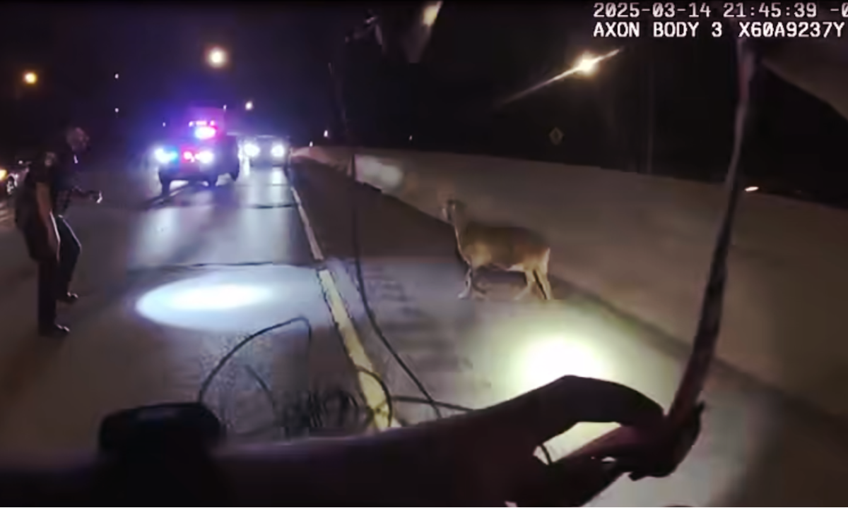 Officers try to contain an uncooperative goat along a busy stretch of highway. The adventure was captured on body-worn video, which the department has now released.