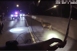 Officers try to contain an uncooperative goat along a busy stretch of highway. The adventure was captured on body-worn video, which the department has now released.