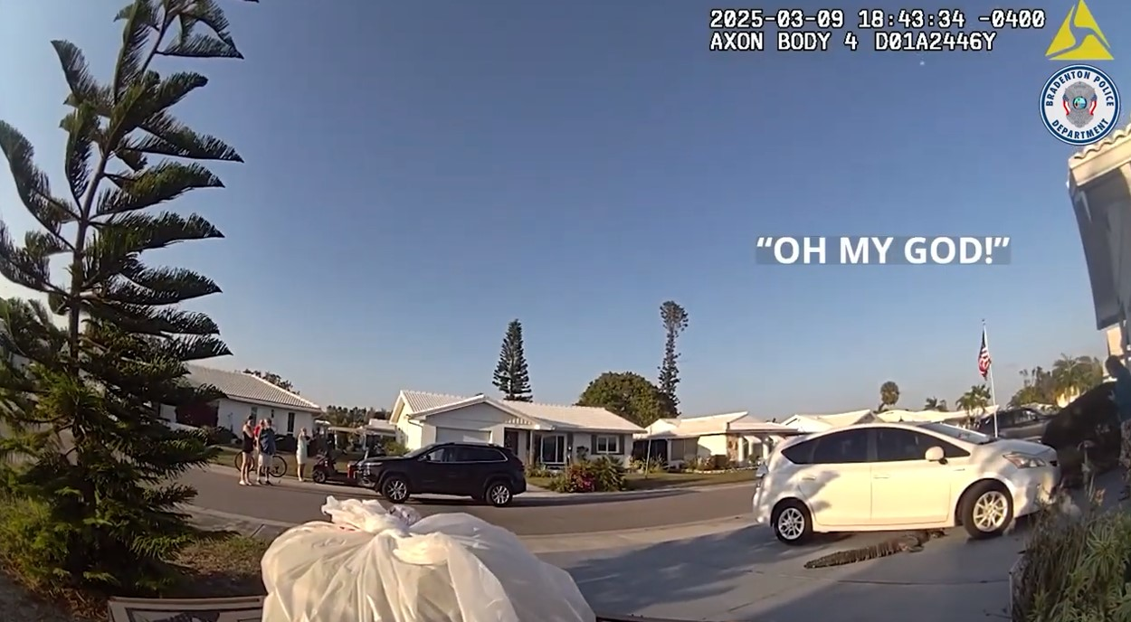 Body camera view of alligator in Bradenton, Florida, driveway as Bradenton Police officer delivers pizza to resident.