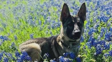 McKinney, Texas, Police K-9 Azi was killed in Thursday in an incident that also killed a suspect.