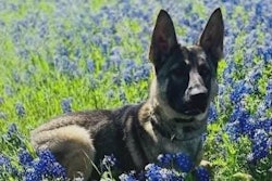 McKinney, Texas, Police K-9 Azi was killed in Thursday in an incident that also killed a suspect.