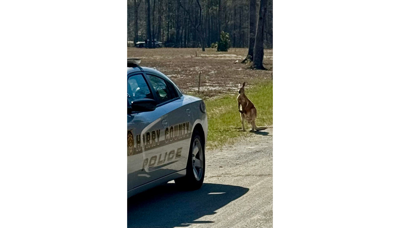 Kangaroo checking out Horry County (South Carolina) Police patrol car. Officers captured the escaped exotic pet Saturday and returned it to its owner.