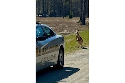 Kangaroo checking out Horry County (South Carolina) Police patrol car. Officers captured the escaped exotic pet Saturday and returned it to its owner.