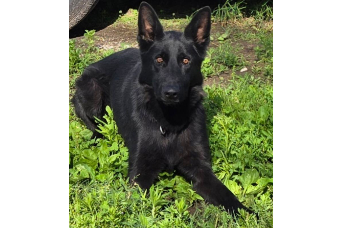 Camden County, Missouri, Sheriff's K-9 Shadow died after being struck by a vehicle near his handler's home Sunday.