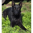 Camden County, Missouri, Sheriff's K-9 Shadow died after being struck by a vehicle near his handler's home Sunday.