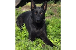 Camden County, Missouri, Sheriff's K-9 Shadow died after being struck by a vehicle near his handler's home Sunday.
