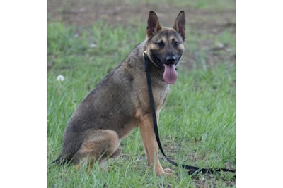 K-9 Aksel is the newest Mt. Juliet Police Department K-9. He was injured in a patrol vehicle crash Wednesday April 23.
