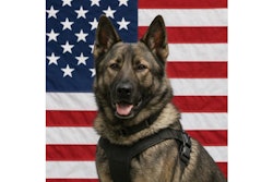 Roanoke Police K-9 Knox was struck by a police vehicle when he was released to apprehend the suspect.