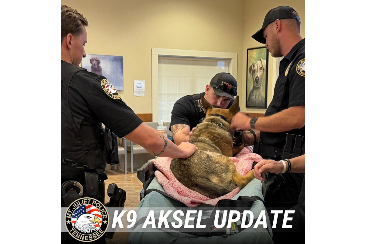 K-9 Aksel is surrounded by concerned Mt. Juliet (Tennessee) Police officers and his handler Officer Reese Harper at the animal hospital.