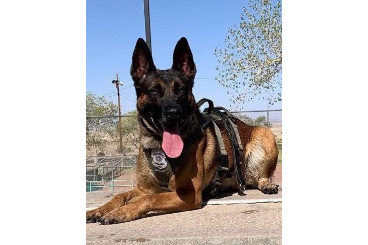 Albuquerque Police K-9 Rebel was killed Thursday while he and his handler were assisting SWAT.