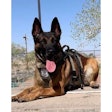 Albuquerque Police K-9 Rebel was killed Thursday while he and his handler were assisting SWAT.