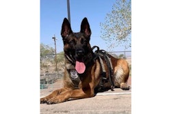 Albuquerque Police K-9 Rebel was killed Thursday while he and his handler were assisting SWAT.