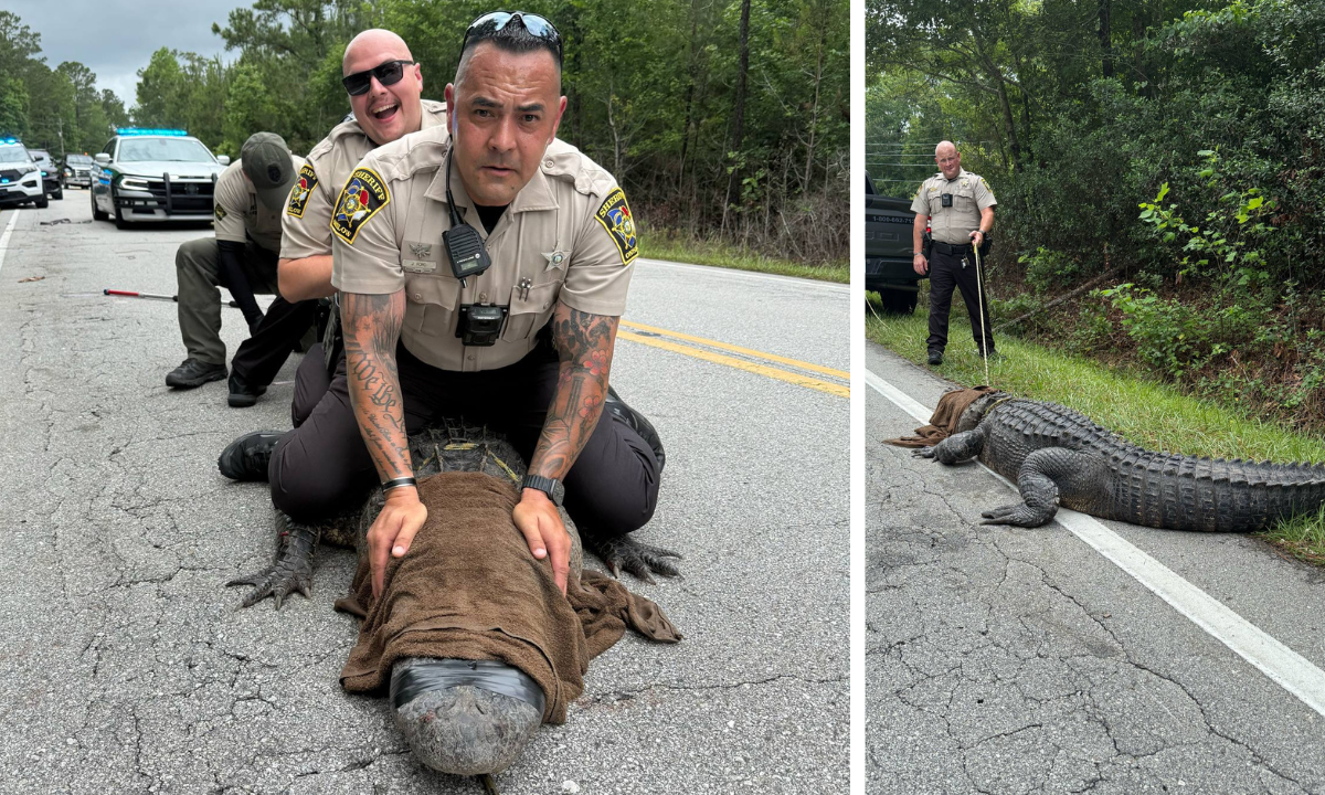 Onslow County, North Carolina, Sheriff's deputy with 'Pepe' the alligator.