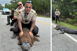 Onslow County, North Carolina, Sheriff's deputy with 'Pepe' the alligator.