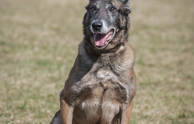 Howard County Police K-9.
